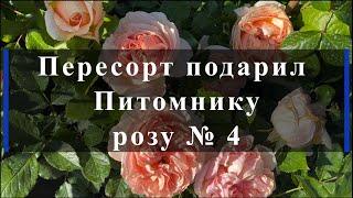 Пересорт подарил Питомнику розу № 4. Питомник растений Е. Иващенко