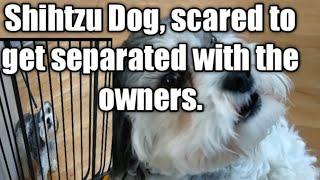 Shihtzu Dog, is terrified of  getting a haircut @Best Buddies.