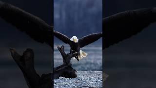 La increíble belleza del águila calva! #faunasalvaje #aguila #naturaleza #eagle #short