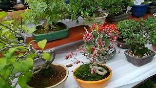 ＢＯＮＳＡＩ　小品盆栽展