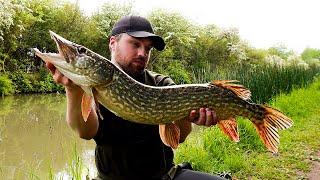 Grand Union Canal PIKE Fishing