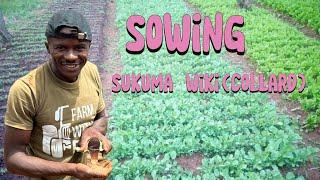 How to sow sukuma wiki (Collard)seeds the right way #garden #gardening