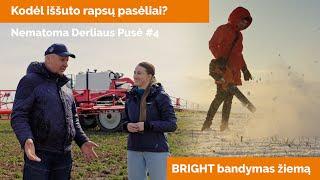 Kodėl iššuto rapsų pasėliai? || BRIGHT peržiemojimas ir papildomas bandymas žiemą || Lauko dienos 4