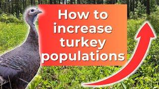 How habitat helps turkeys: we did the math | Ep 122