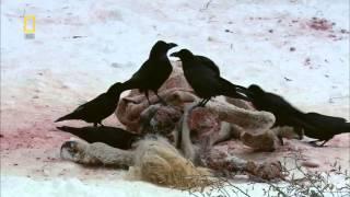 National Geographic Wild Russia Siberia HD Nature Documentary