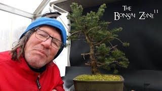 Pruning My Oldest Douglas Fir, The Bonsai Zone, Dec 2024