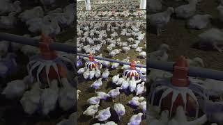 Pakistan poultry Association