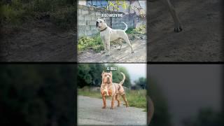 Dogo Argentino vs. American Bully XL #shorts