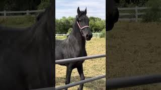 Introducing Prince Julius!!!  #friesian #horses  @FriesianHorses #followtheherd