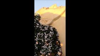 Miracal Garden in Dubai part 01