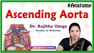 Anatomy of Ascending aorta, Aortic arch and Descending thoracic aorta - MBBS 1st year Anatomy #NEXT