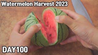 화분에 애플,망고수박 키워 먹기ㅣWatermelon Harvest 2023