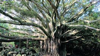 The BEAUTIFUL Haleakala Trail Maui Hike and 400 Foot Waterfall