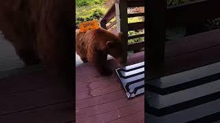 Curious bear is ZAPPED by electric mat ️