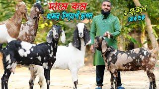 সল্প দামে খামার উপযোগী ছাগল সংগ্রহ করুন। ৯ হাজার থেকে শুরু।