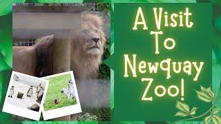 A Visit To Newquay Zoo