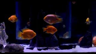 Relaxing AQUARIUM with Lovely Fish and Deep Blue Background | NO Music | 10 Hour Sleep Sound