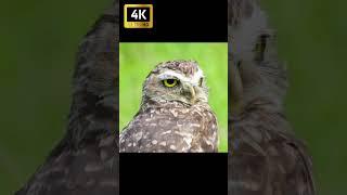 #cute #owl #birds #viral #shortsfeed #shorts  | EH Science Club