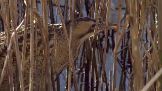 Wildlife weekend at RSPB Dungeness