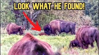 Big Joe Finds a Late SURPRISE in His Pasture!