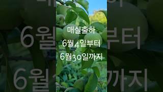 새미골 농원 매실 수확 시작!!!