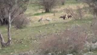 Kangaroos attack eagles.wmv