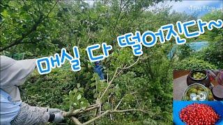 텃밭에서 매실과 보리수를 수확하고 갈무리 해요