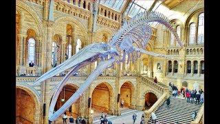 World Most Impressive Natural History Museum | London