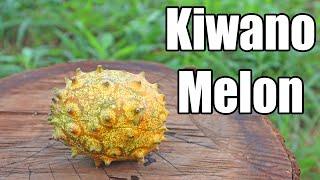 Kiwano Melon - Weird Fruit Explorer