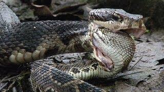 Cottonmouth vs Rattlesnake 01 - Cottonmouth Kills & Eats Rattlesnake