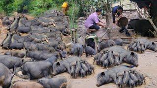 Pigs give birth, man moves piglets from the forest to the farm