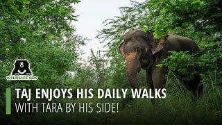 Taj Enjoys His Daily Walks With Tara By His Side!