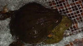 GIANT AFRICAN BULL FROG BREEDING (Pyxicephalus Adspersus)