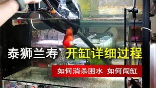 泰狮兰寿详细开缸过程，希望能帮助您避免死鱼