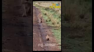 Prank Gone Wrong  Funny Animals Dubbed Video #shorts #funny #rjstomar