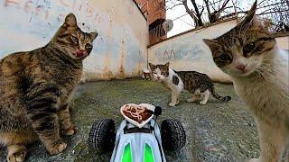 Feeding Cats with RC Car - ASMR