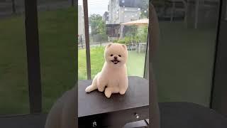 댕댕이 입금 전/후 (Before / After)