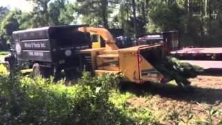 Tree Grinding During Tree Removal