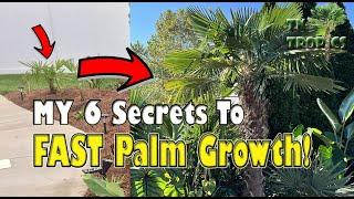 Six Secrets for FAST Palm Growth!