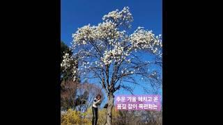 오카리나 연주 듣고 목련꽃이 춤을 추네요~#목련화 #김동진작곡 #오카리나가곡 #오카리나이혜경