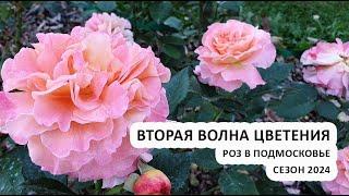 Вторая волна цветения роз в Подмосковье | Штамбовые розы из питомника Розы Артема | сентябрь 2024