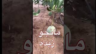 #نخل#نخيل#تمر#زراعة#محاصيل#نخلة