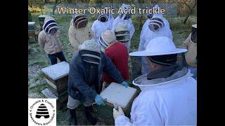 Api-Bioxal winter treatment 'trickle' method.