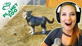 MÁME MLÁDĚ VLKA! ● Planet Zoo 02