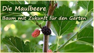 Die Maulbeere - Baum mit Zukunft für Hausgarten und Selbstversorgergarten