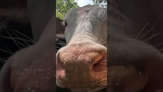 Inquisitive cows with wet noses #shortsvideo #cows #counrtyside