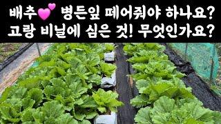 배추 병든잎 떼어줘야 하나요? 고랑, 비닐에 힘은 것 무엇인가요? 왜?  한낮에 농약+4종복비 살포하면 안되는 이유?