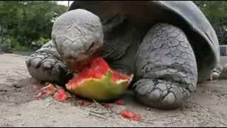 Dünya'nın En Büyük Galapagos Kaplumbağası