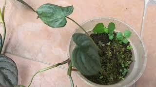 Philodendron Brandiatum #philodendronbrandtianum #philodendron