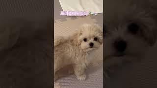 #반려견 #강아지 #토리의하루 #토리 #말티푸